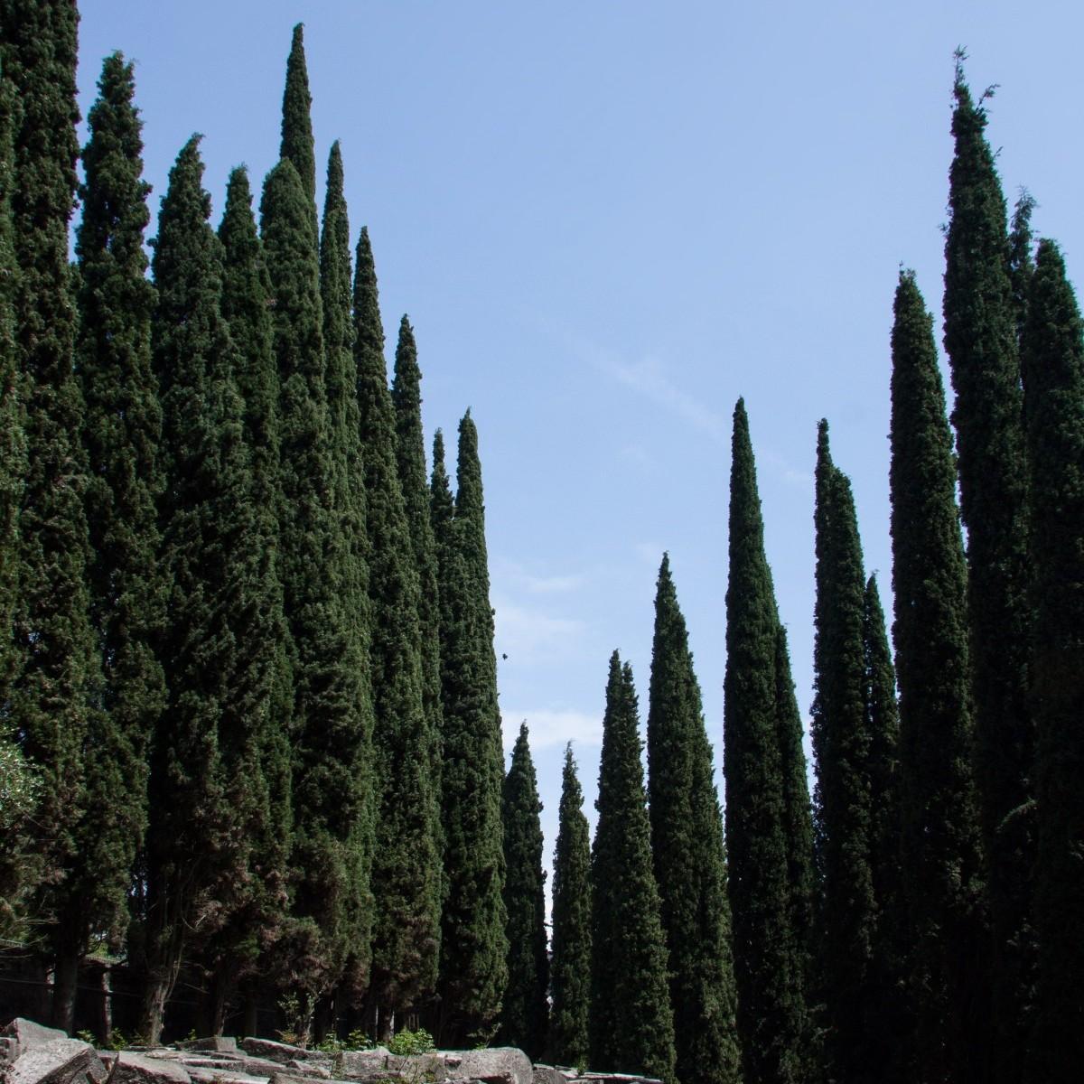 Italian cypress (Cupressus sempervirens subsp. dupreziana) plant — close-up photo