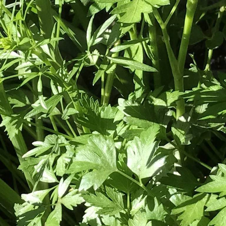 Italian parsley (Petroselinum crispum var. neapolitanum) plant