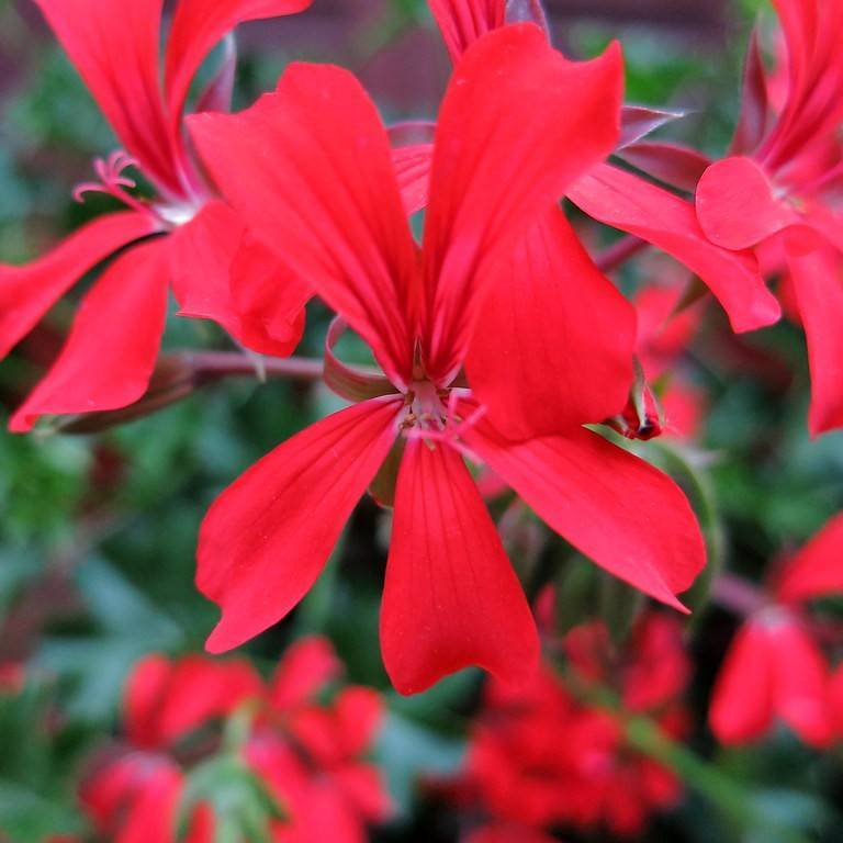 ivyleaf geranium (Pelargonium peltatum) plant