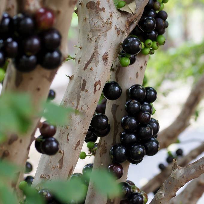 jaboticaba (Plinia cauliflora) plant