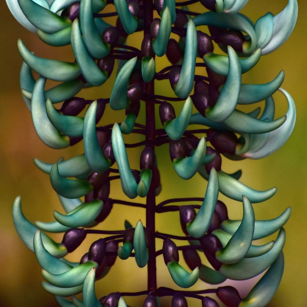 jade vine (Strongylodon macrobotrys) plant