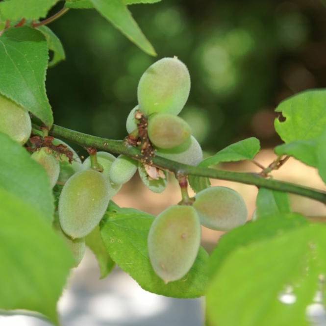 Japanese apricot (Prunus mume 'Peggy Clarke') plant