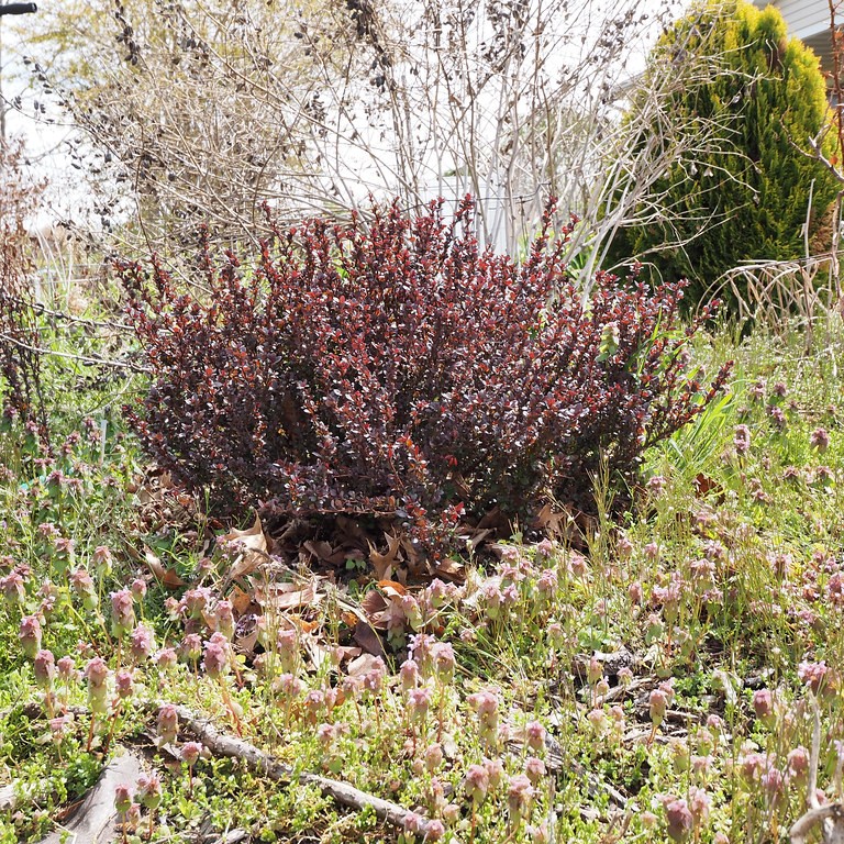 Japanese barberry (Berberis thunbergii f. atropurpurea 'Harlequin') plant — close-up photo
