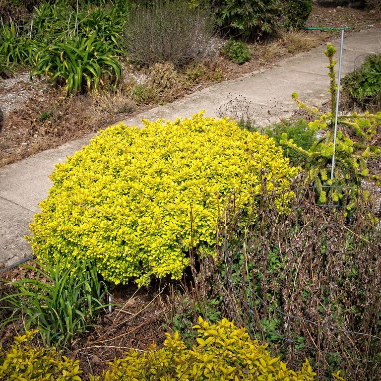 Japanese barberry (Berberis thunbergii 'Maria' SUNJOY GOLD PILLAR) plant — close-up photo