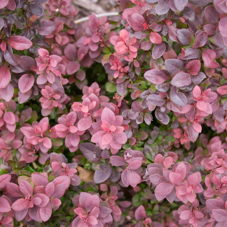 Japanese barberry (Berberis thunbergii 'Pygruzam' PYGMY RUBY) plant — close-up photo