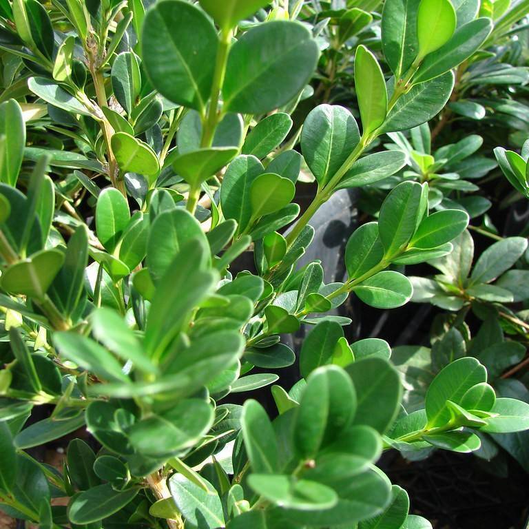 Japanese boxwood (Buxus microphylla var. japonica 'Winter Gem') plant — close-up photo