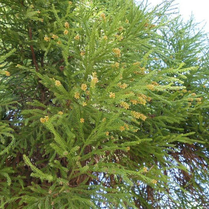 Japanese Cedar (Cryptomeria japonica) plant — close-up photo