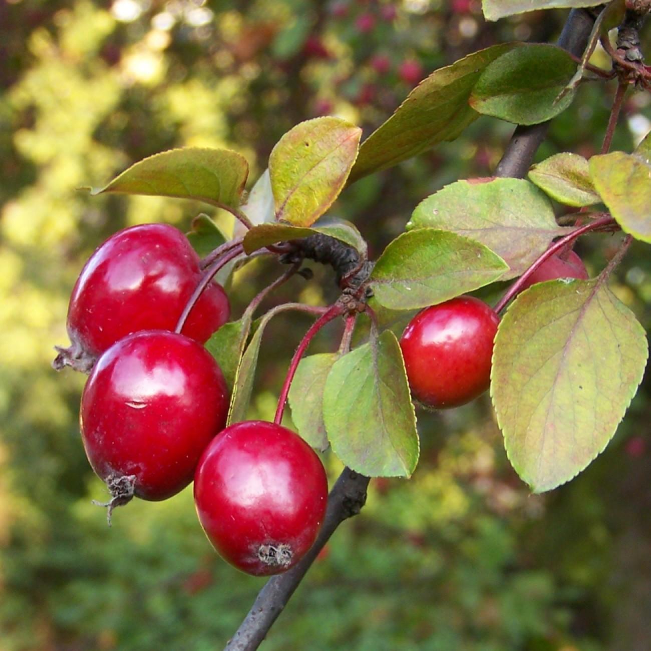 Japanese crabapple (Malus floribunda) plant