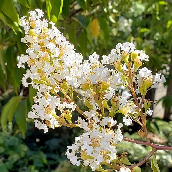 Japanese crape myrtle (Lagerstroemia fauriei) plant