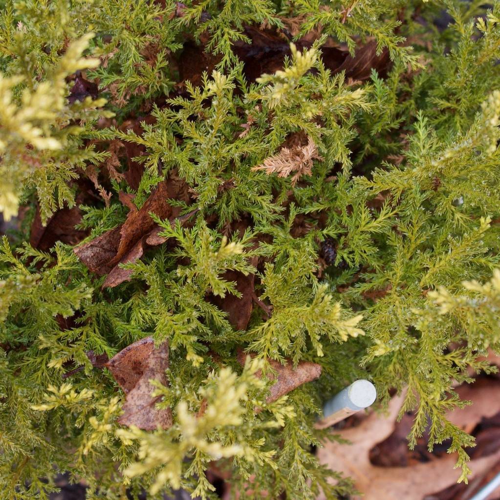 Japanese falsecypress (Chamaecyparis pisifera 'Cream Ball') plant — close-up photo