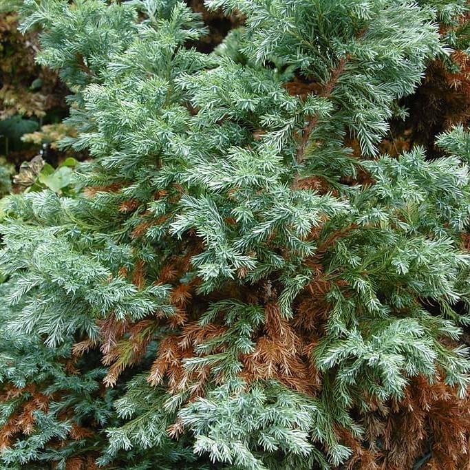 Japanese falsecypress (Chamaecyparis pisifera 'Curly Tops') plant — close-up photo