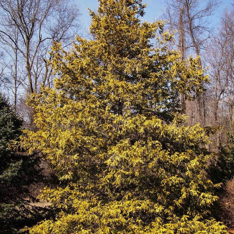 Japanese falsecypress (Chamaecyparis pisifera 'Gold Spangle') plant — close-up photo