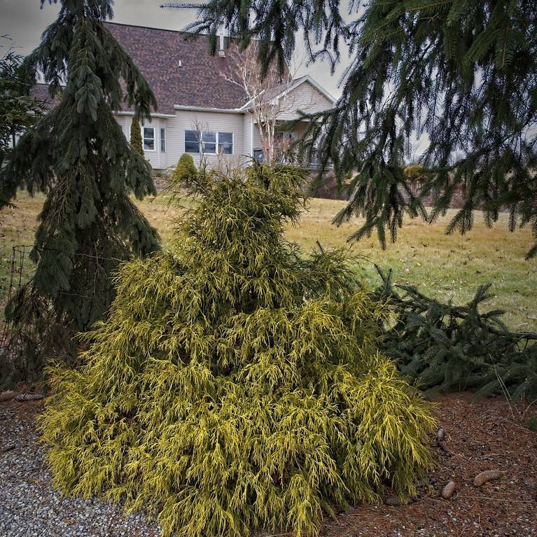 Japanese falsecypress (Chamaecyparis pisifera 'Golden Charm') plant — close-up photo