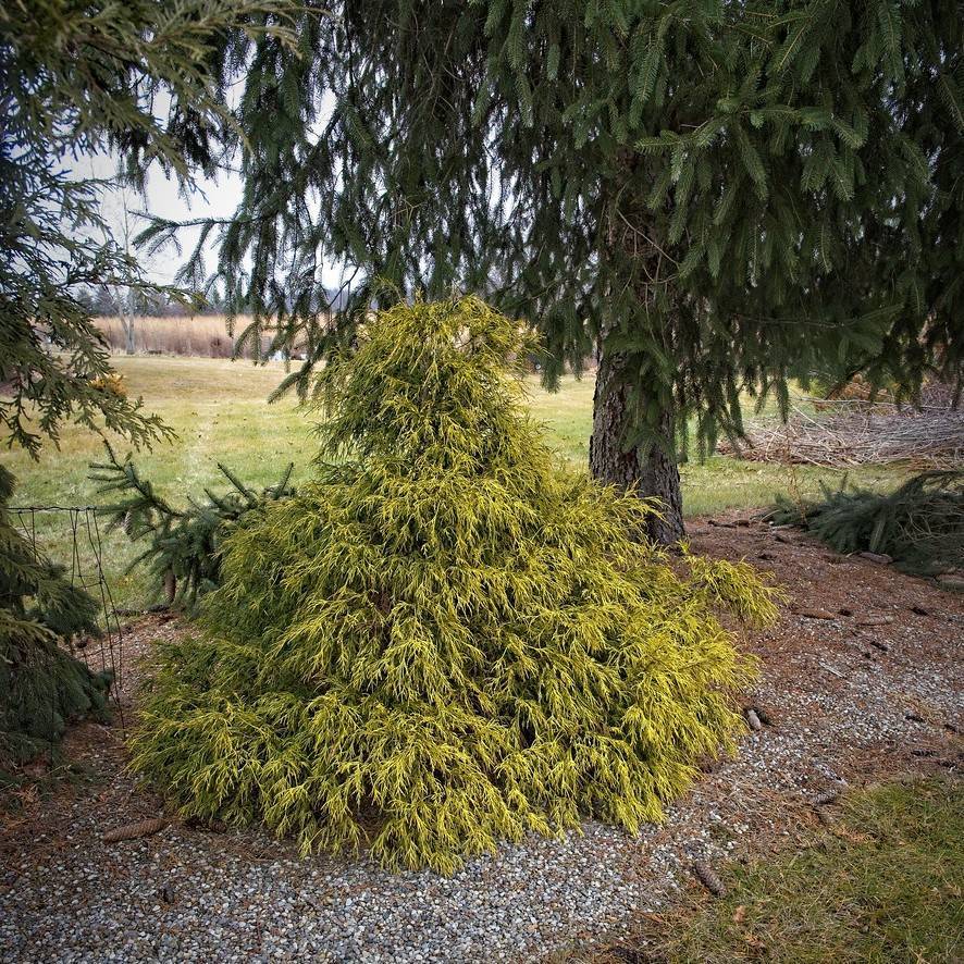 Japanese falsecypress (Chamaecyparis pisifera 'Golden Mop') plant — close-up photo
