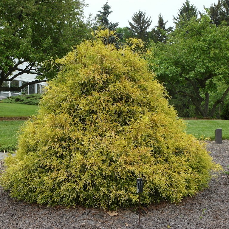 Japanese falsecypress (Chamaecyparis pisifera 'Kost Yellow') plant — close-up photo