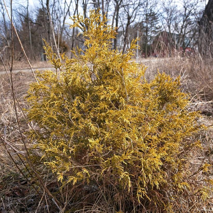 Japanese falsecypress (Chamaecyparis pisifera 'Lemon Thread') plant — close-up photo