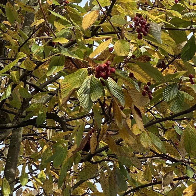 Japanese flowering cherry (Prunus serrulata) plant