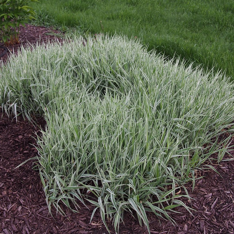 Japanese grass sedge (Carex morrowii 'Variegata') plant — close-up photo