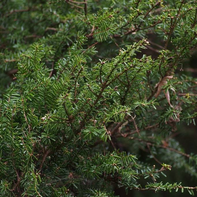 Japanese hemlock (Tsuga diversifolia) plant