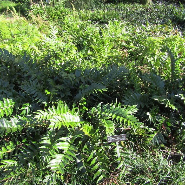 Japanese holly (Ilex crenata 'Sky Pencil') plant