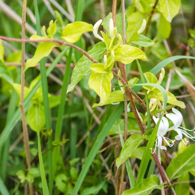Japanese honeysuckle (Lonicera japonica 'Halliana') plant