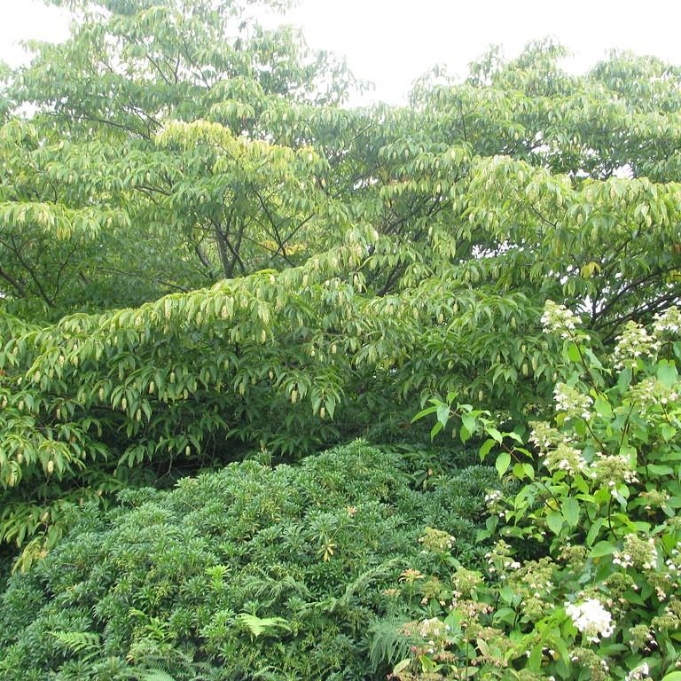 Japanese Hornbeam (Carpinus japonica) plant — close-up photo