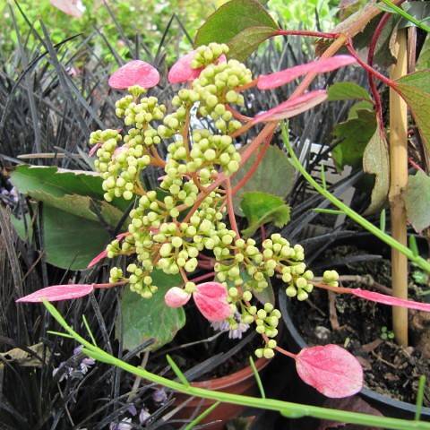Japanese hydrangea vine (Schizophragma hydrangeoides 'Roseum') plant