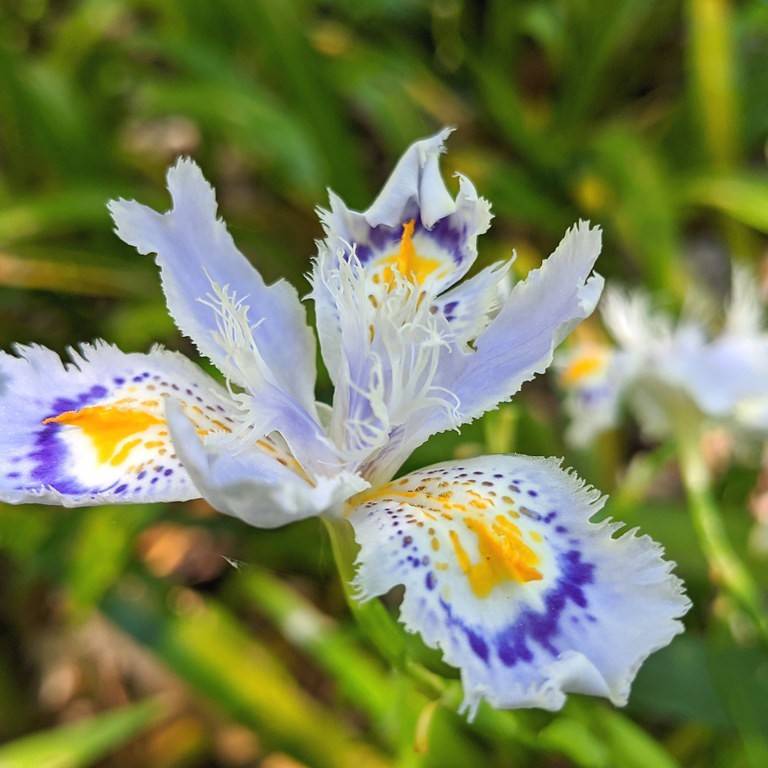 Japanese iris (Iris japonica) plant
