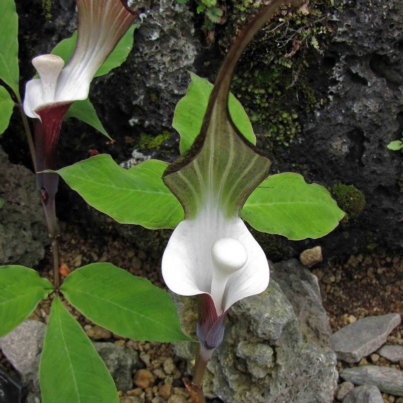 Japanese Jack-in-the-pulpit (Arisaema sikokianum) plant