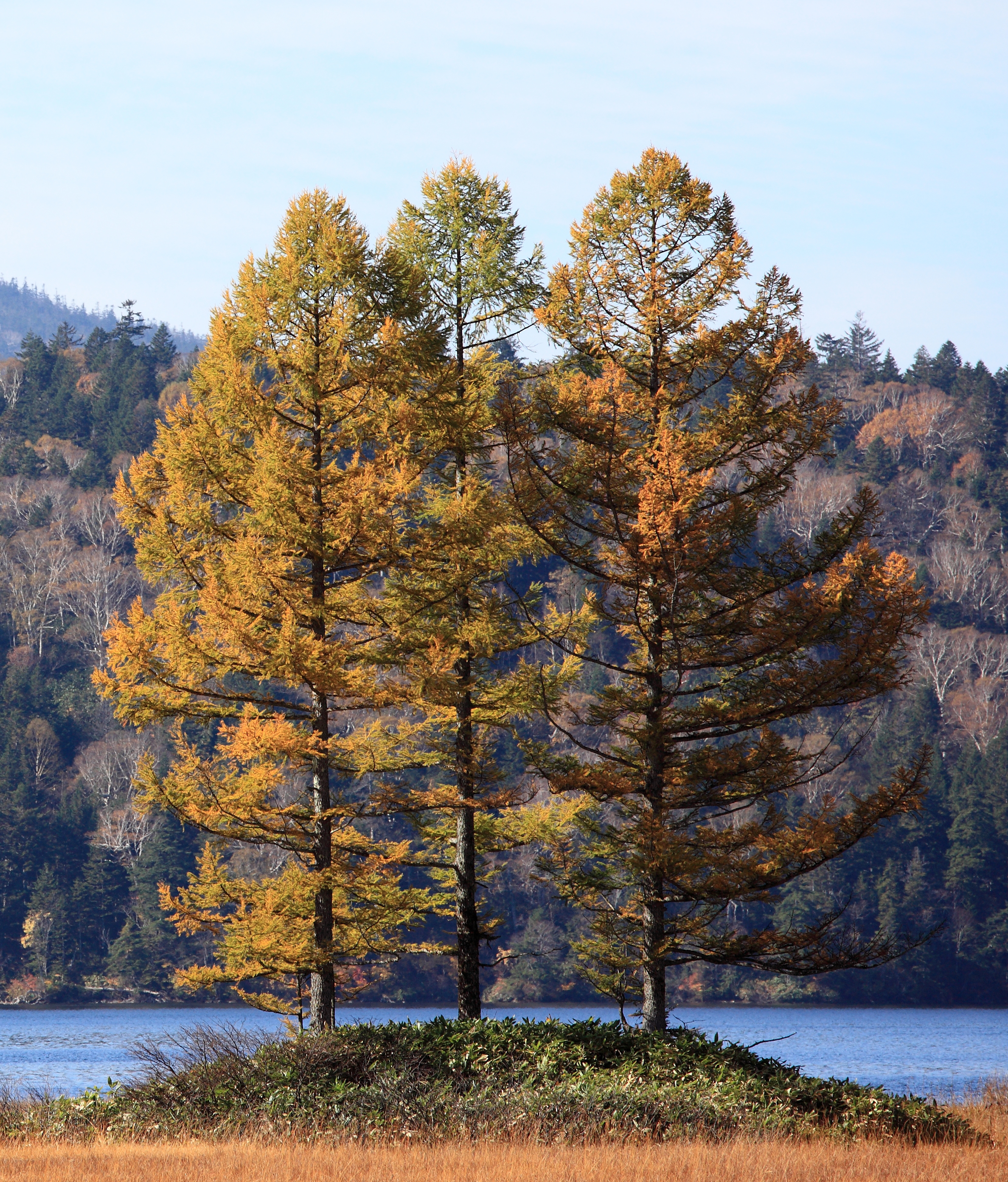 Japanese Larch (Larix kaempferi) plant — close-up photo