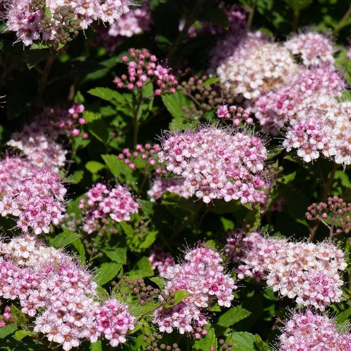 Japanese meadowsweet (Spiraea japonica) plant