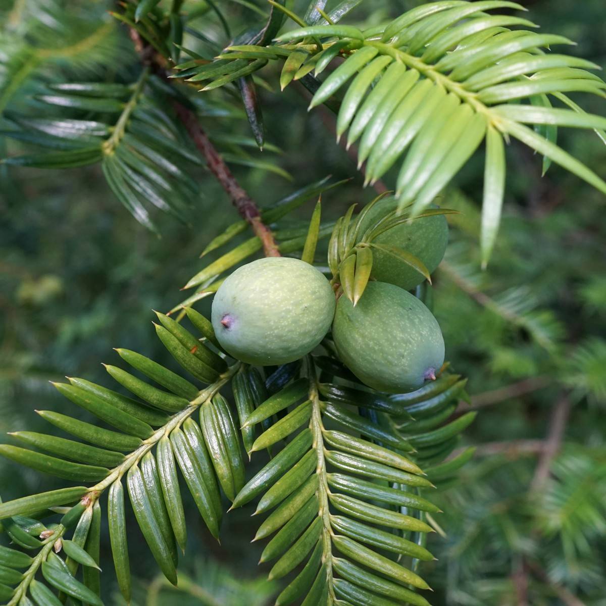 Japanese nutmeg-yew (Torreya nucifera 'Variegata') plant