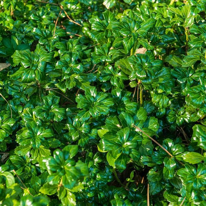 Japanese pachysandra (Pachysandra terminalis 'Green Sheen') plant