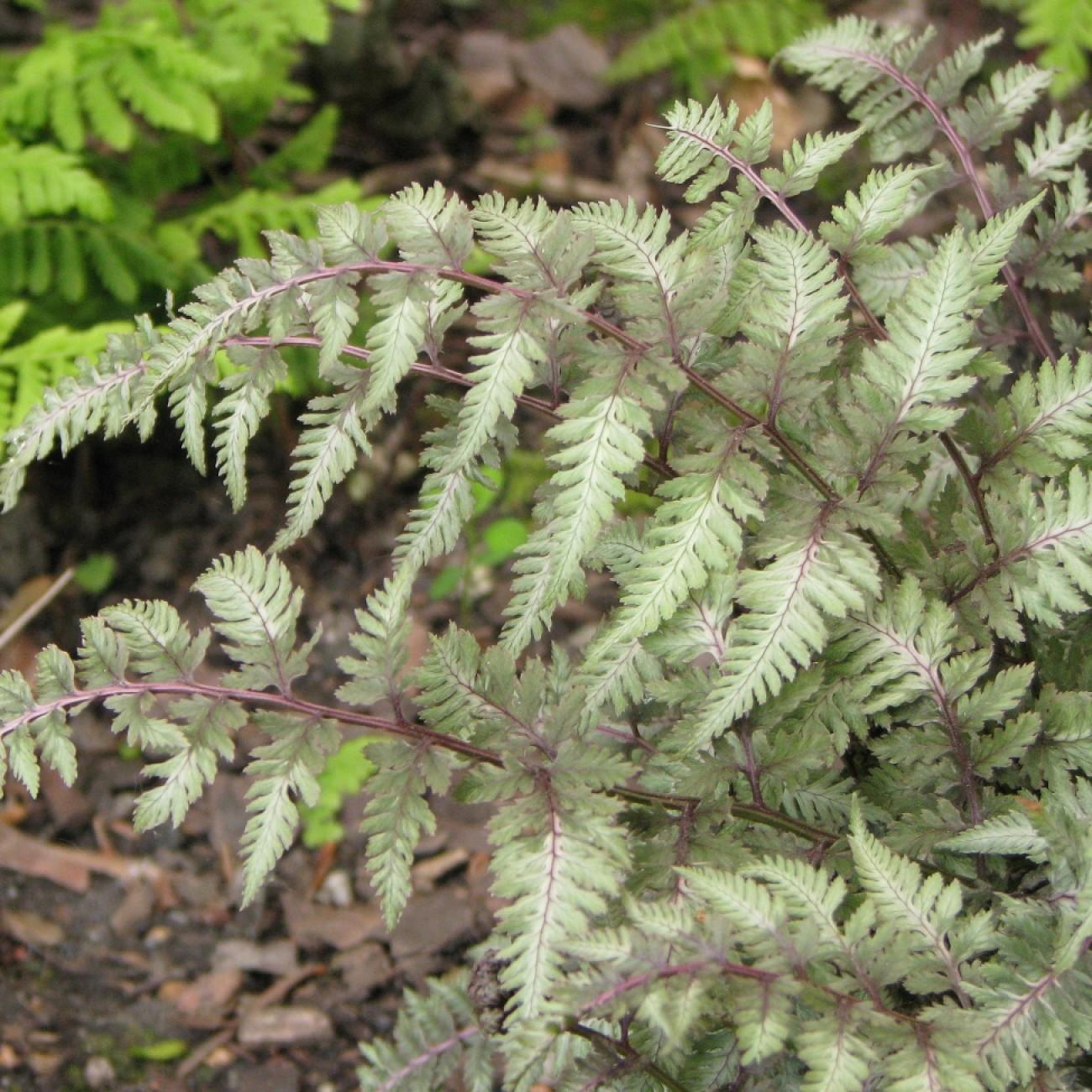Japanese painted fern (Athyrium niponicum 'Crested Surf') plant — close-up photo