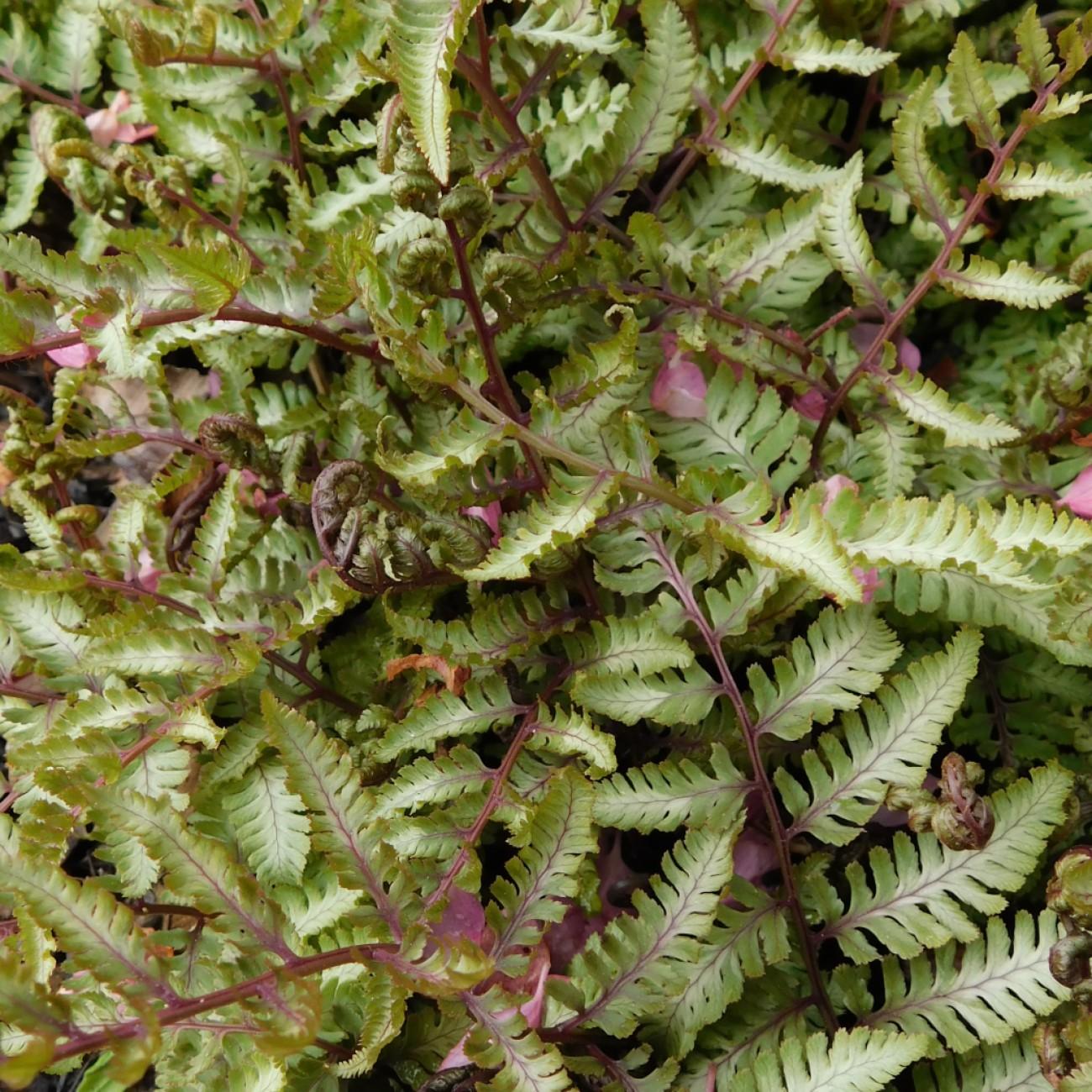 Japanese painted fern (Athyrium niponicum var. pictum 'Apple Court') plant — close-up photo