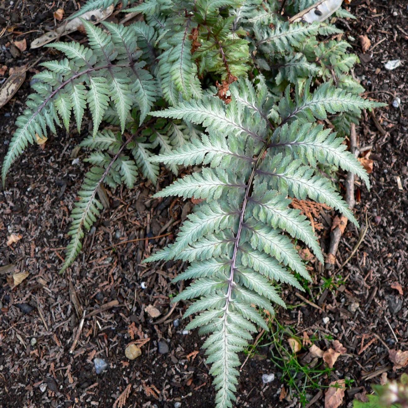 Japanese painted fern (Athyrium niponicum var. pictum 'Metallicum') plant — close-up photo