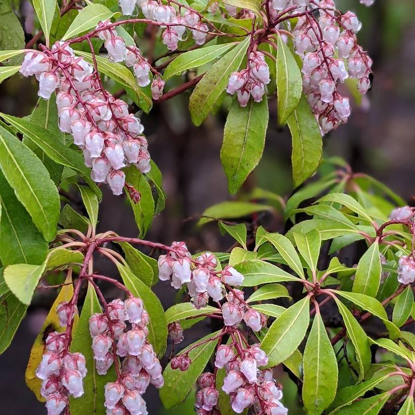 Japanese pieris (Pieris japonica 'Valley Valentine') plant
