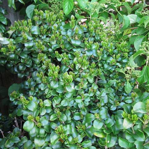 Japanese privet (Ligustrum japonicum 'Rotundifolium') plant