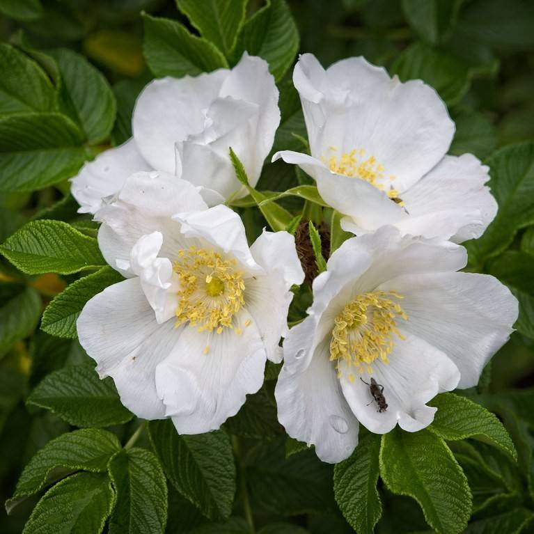 Japanese rose (Rosa rugosa 'Alba') plant