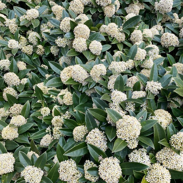 japanese skimmia (Skimmia japonica) plant