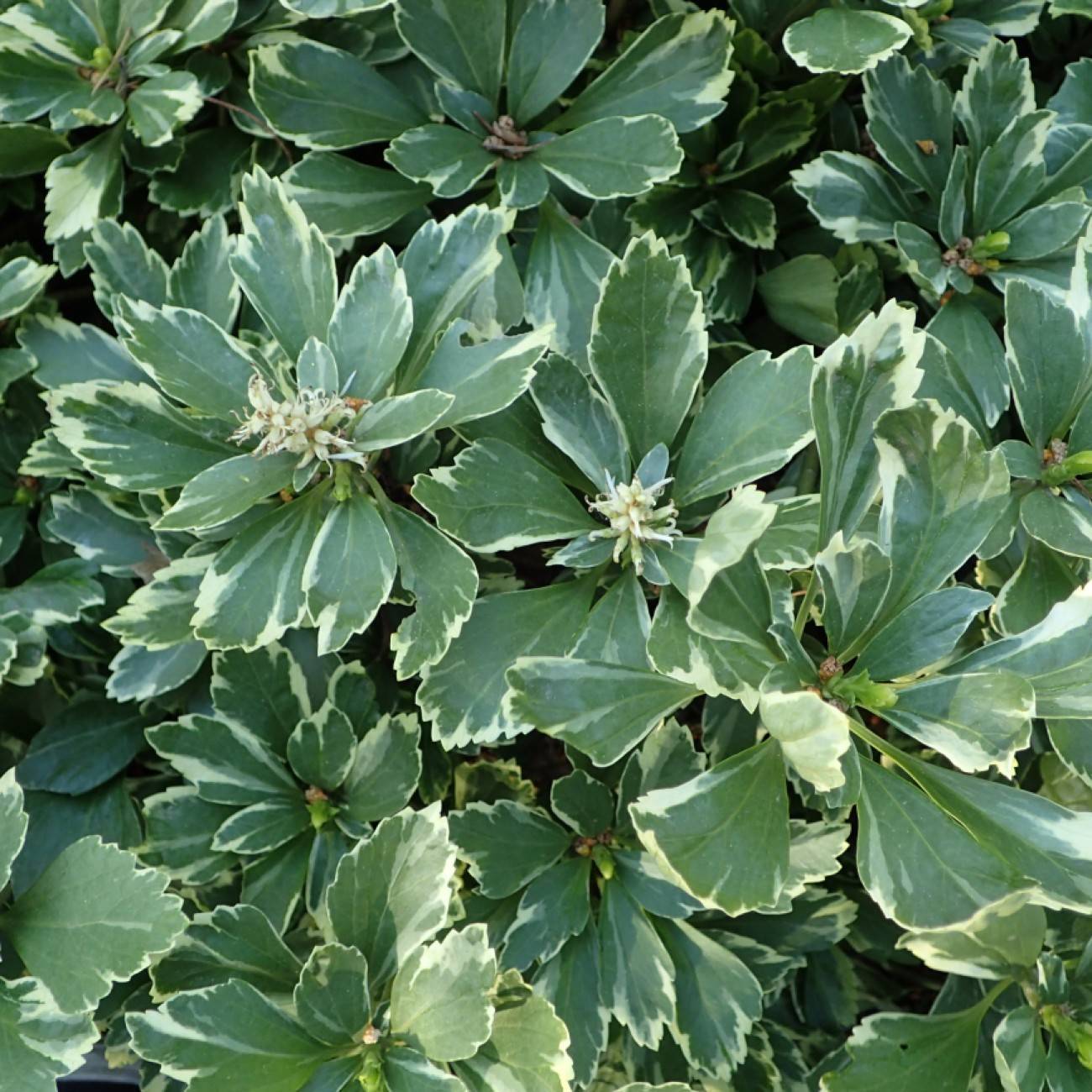Japanese spurge (Pachysandra terminalis 'Variegata') plant