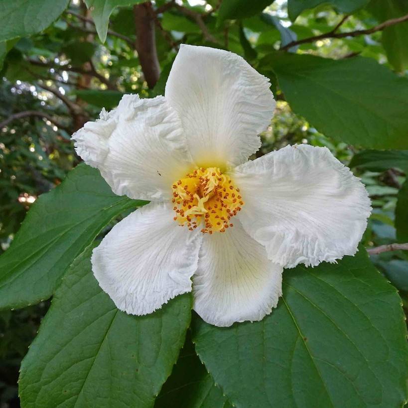 Japanese stewartia (Stewartia pseudocamellia) plant