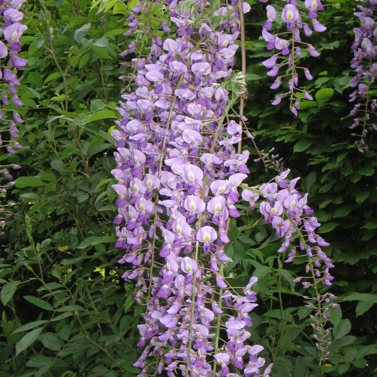 Japanese wisteria (Wisteria floribunda 'Texas Purple') plant