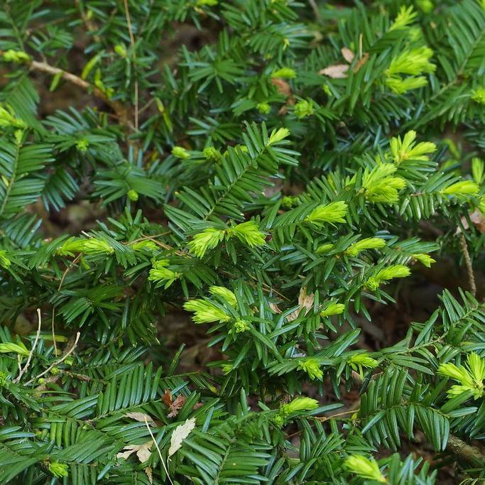 Japanese yew (Taxus cuspidata var. nana) plant