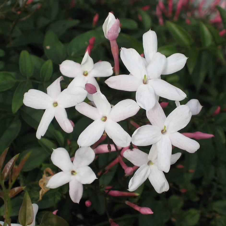 jasmine (Jasminum polyanthum) plant