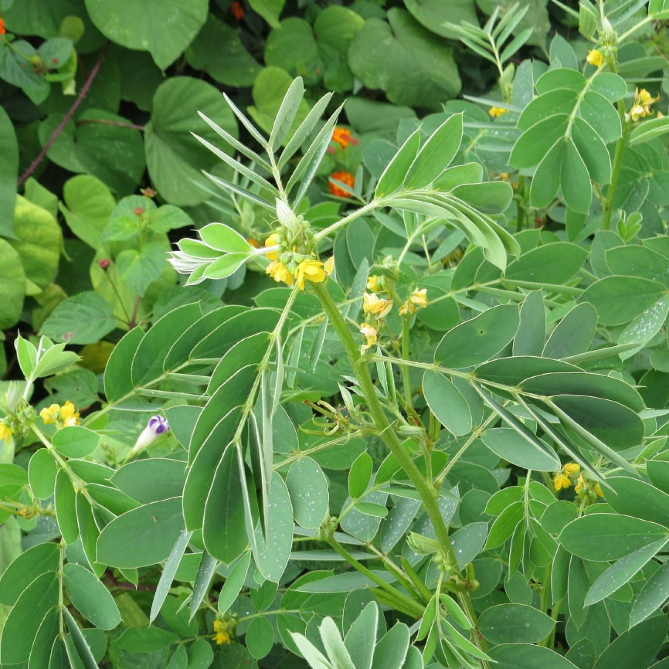 java-bean (Senna obtusifolia) plant