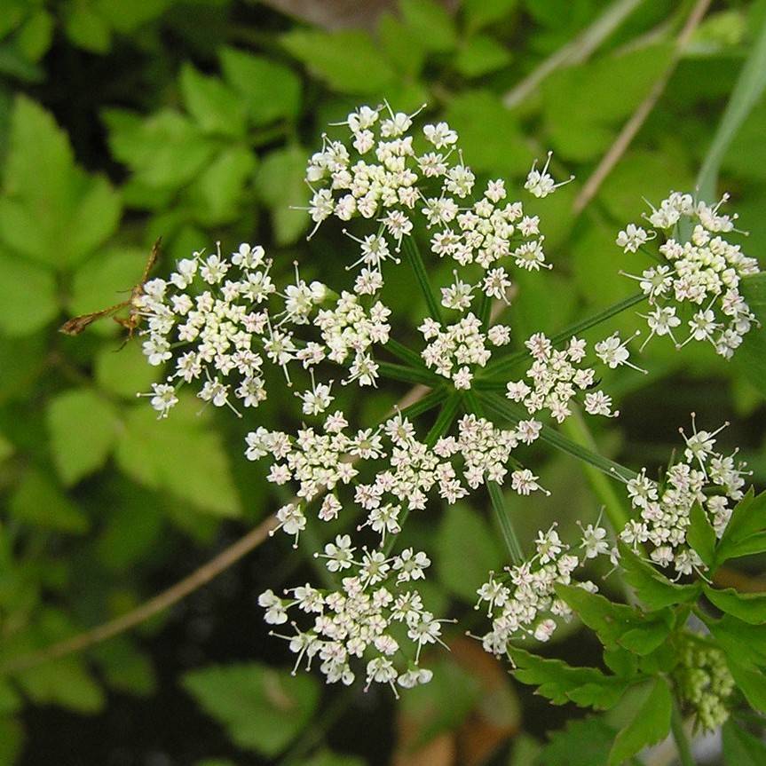 Java waterdropwort (Oenanthe javanica) plant