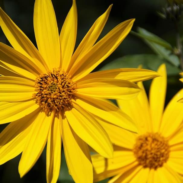 Jerusalem artichoke (Helianthus tuberosus) plant