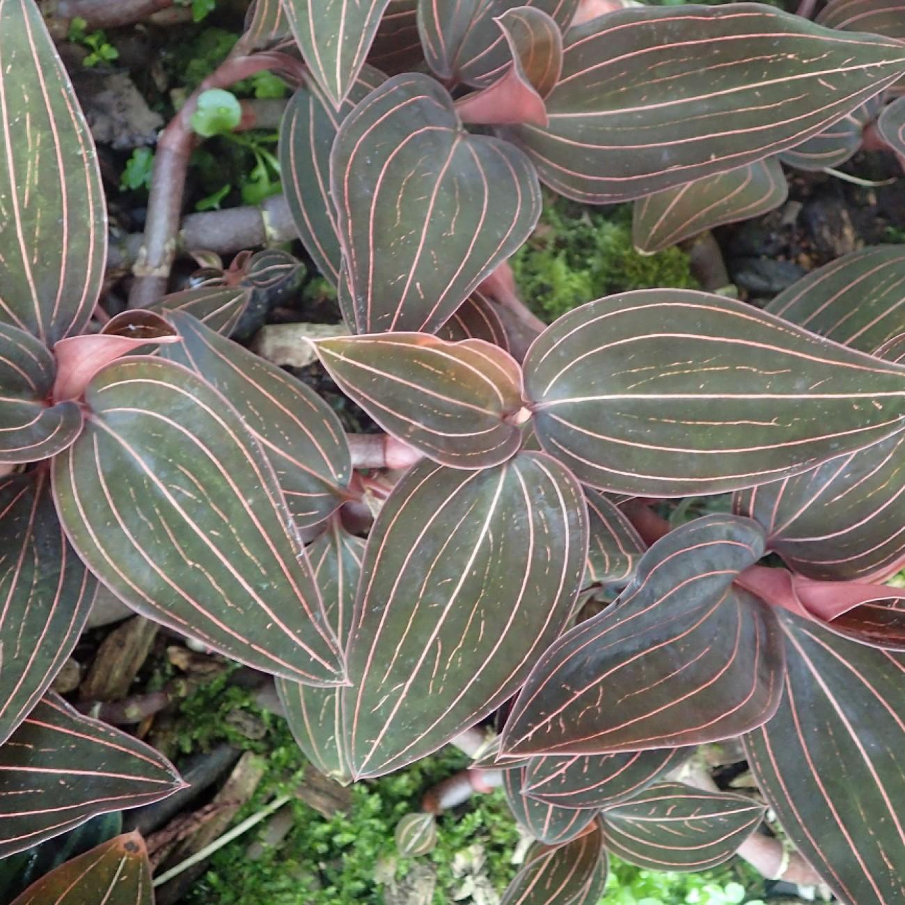 jewel orchid (Ludisia (group)) plant