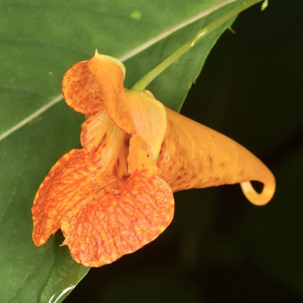 jewelweed (Impatiens capensis) plant